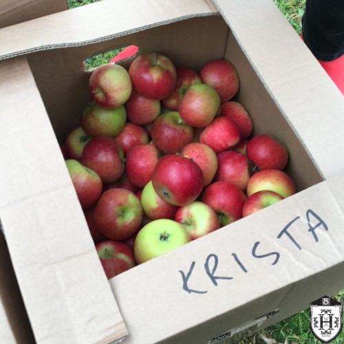 Malus domestica 'Krista' - Õunapuu 'Krista' C6/6L